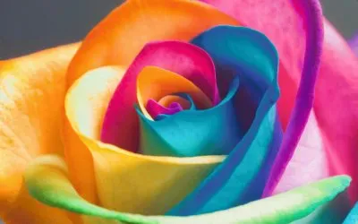 petalo de colores