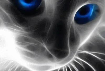 gatos divinos