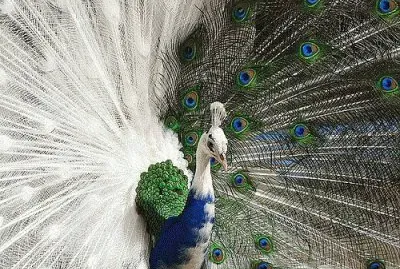 pavo real