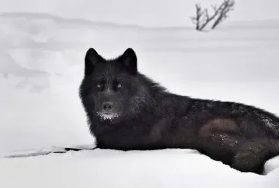 lobo negro helado