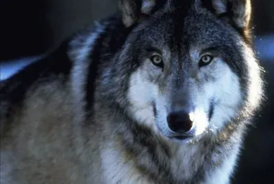 impresionante mirada