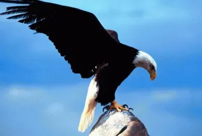 majestuosa Ã¡guila real