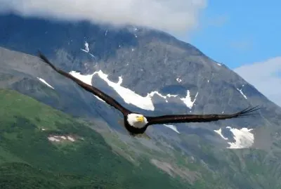 Ã¡guila en pleno vuelo