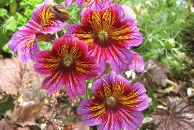 Flors