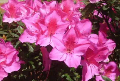 hermoso jigsaw puzzle