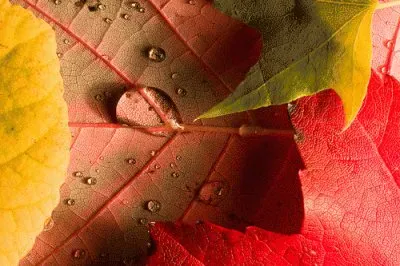 fall colors jigsaw puzzle