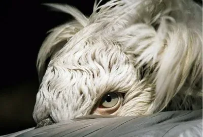 the eye