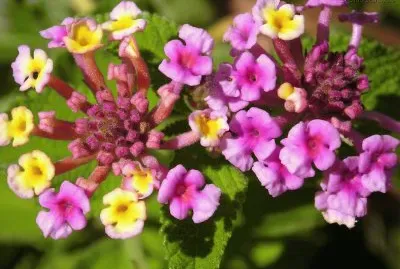 flores silvestres jigsaw puzzle