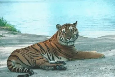 tigre