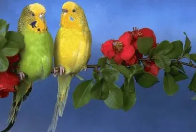 loros
