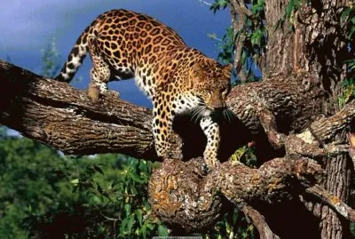 jaguar