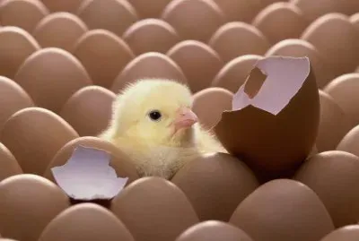 huevos