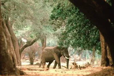 elefant