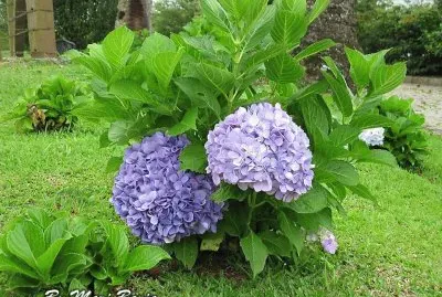 NATUREZA