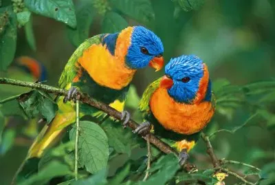 tiernos