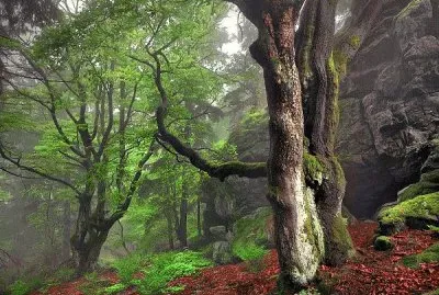 NW woods jigsaw puzzle