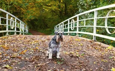 Overtoun Bridge, Scotland jigsaw puzzle