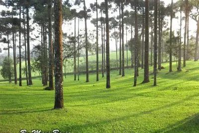 ARAUCARIAS