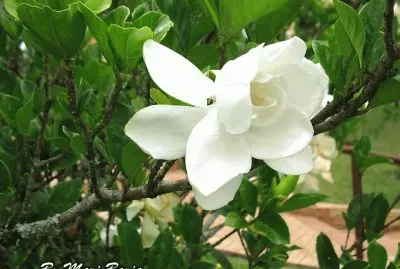 FLORES jigsaw puzzle