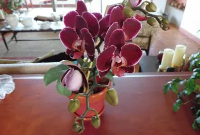 JOSEFINAS-ORQUÃDEAS