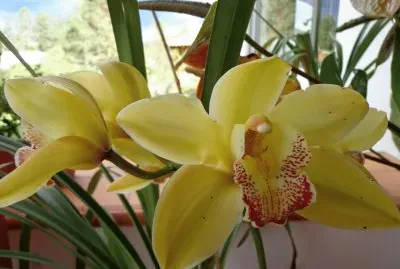 ORQUÃDEAS