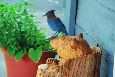 Blue Jay