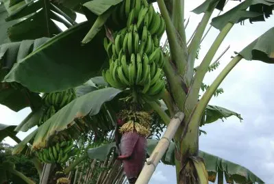 platanos