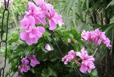 geranios jigsaw puzzle