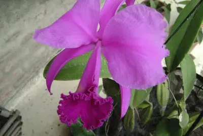 orquidea jigsaw puzzle