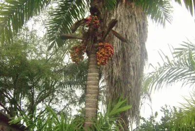 chontaduro jigsaw puzzle