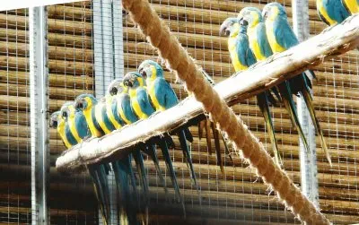 פאזל של loro paque-tenerife