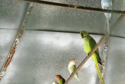 פאזל של pajaricos