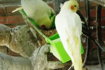 פאזל של pajaricos 2