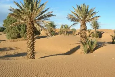 desert palmiers