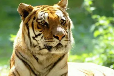 baby tigers