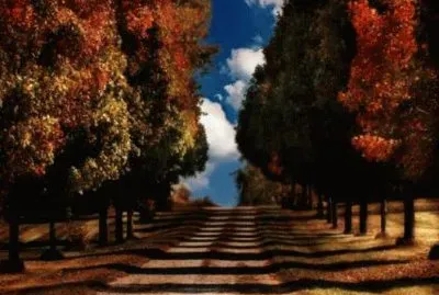 fall road