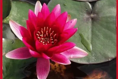 Flor de Loto