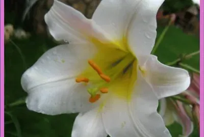 Lilium Blanco