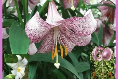 Lilium Lankongense