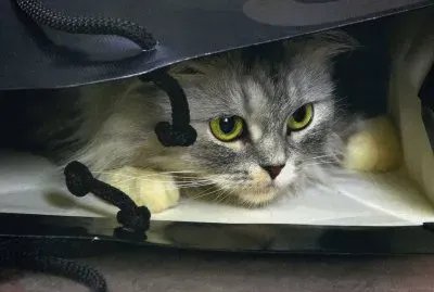 פאזל של gatet