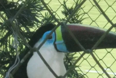 tucan