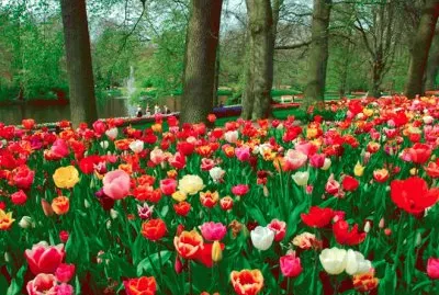 Flores com Ã¡rvores