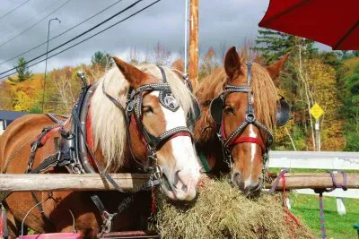 פאזל של Lunchtime