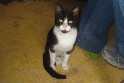 פאזל של Gatituu!:3 