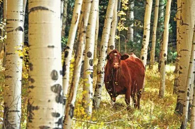 Cow in aspens jigsaw puzzle