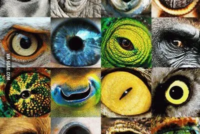 Triptamina jigsaw puzzle