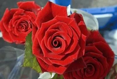 Roses jigsaw puzzle