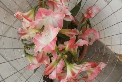 Flores jigsaw puzzle