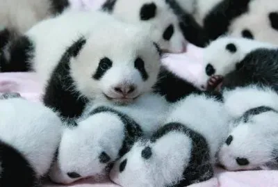 BEBÃ‰S EN CHENDU, CHINA.