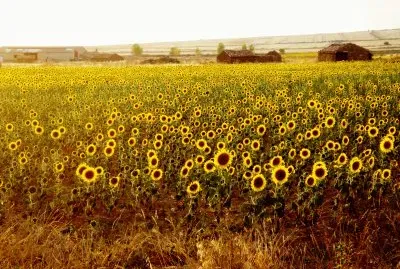 campo de girasoles